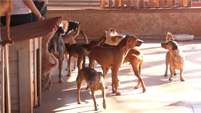 Voluntária a cuidar dos cães